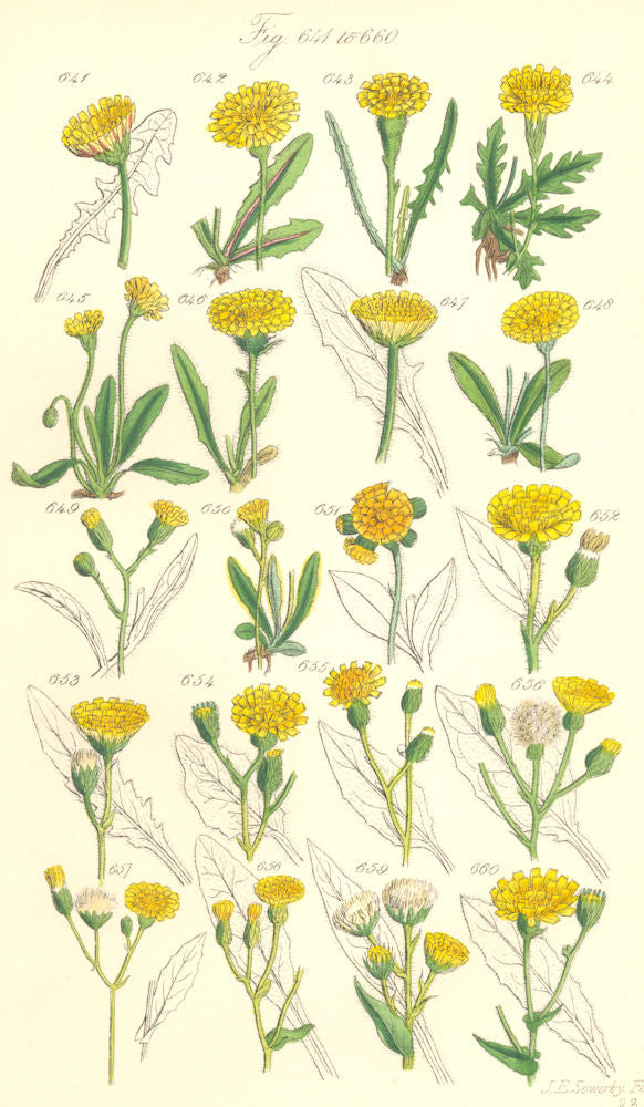 HAWK-BIT/HAWKWEED.Autumnal Hairy;Alpine Orange Glaucous Wood Soft.SOWERBY 1890